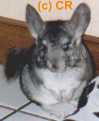 Pebbles